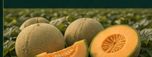 Melones